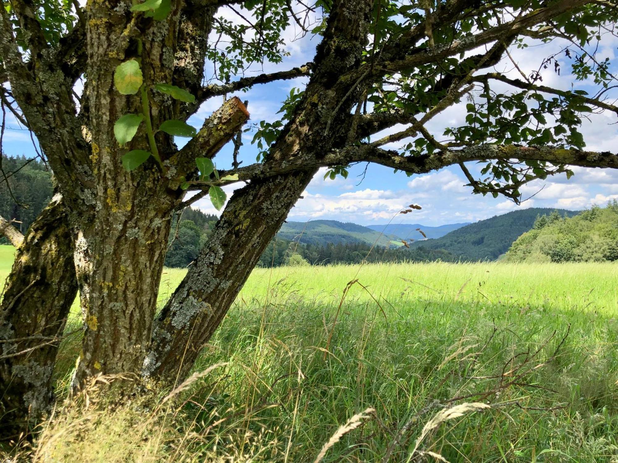 Ferien Im Schwarzwald Freiamt Hotel Exterior foto