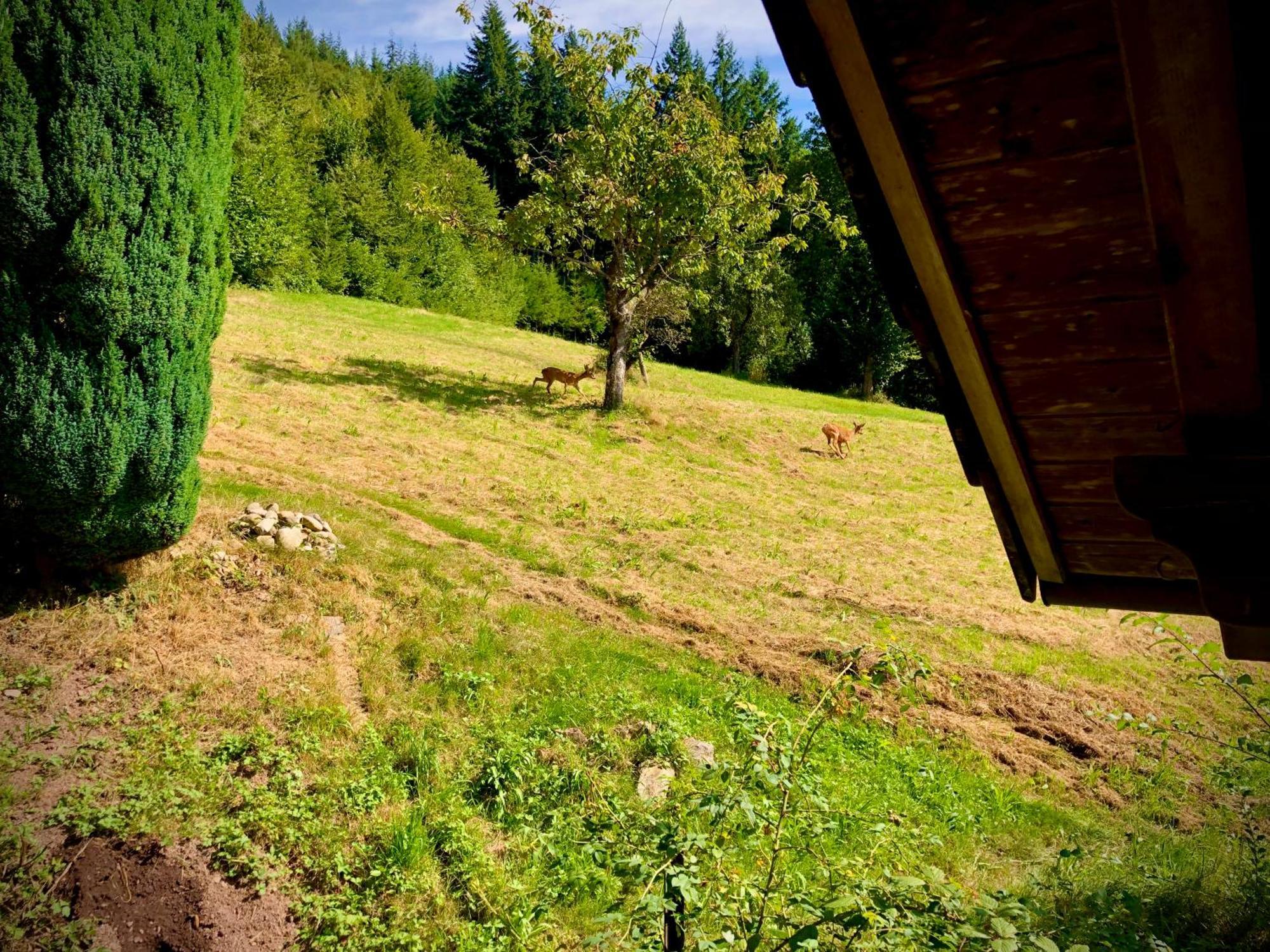 Ferien Im Schwarzwald Freiamt Hotel Exterior foto